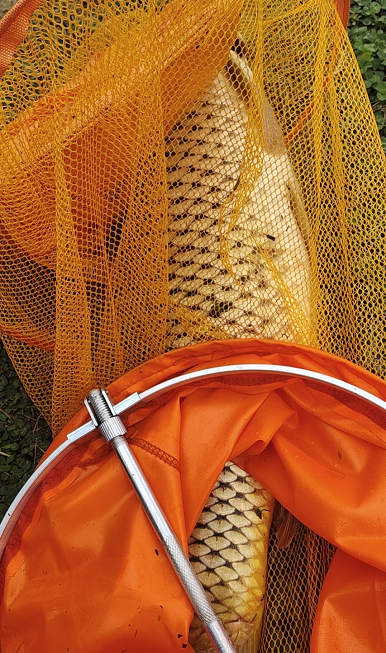 image.png 钓了一条十几斤的大鲤鱼，休息一段时间 日常分享