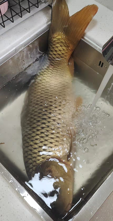 image.png 钓了一条十几斤的大鲤鱼，休息一段时间 日常分享